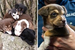 Niecodzienne znalezisko przy drodze. Reakcja policjanta chwyta za serce