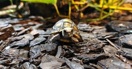 Narodziny w ZOO Płock! Na świat przyszedł mały żółw żabuti czarny – poznajcie Naparstka