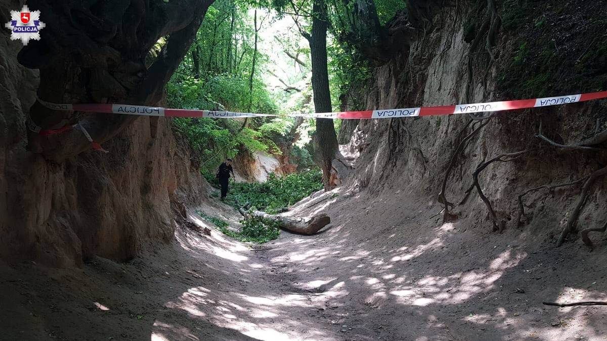 Konar spadł na wycieczkę szkolną w wąwozie w Kazimierzu Dolnym