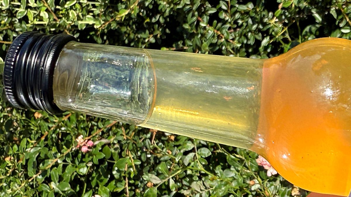 Kombucha – historia i wpływ na zdrowie