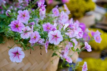 Lubią poranne słońce i cień po południu. Jakie rośliny posadzić na balkonie wschodnim?