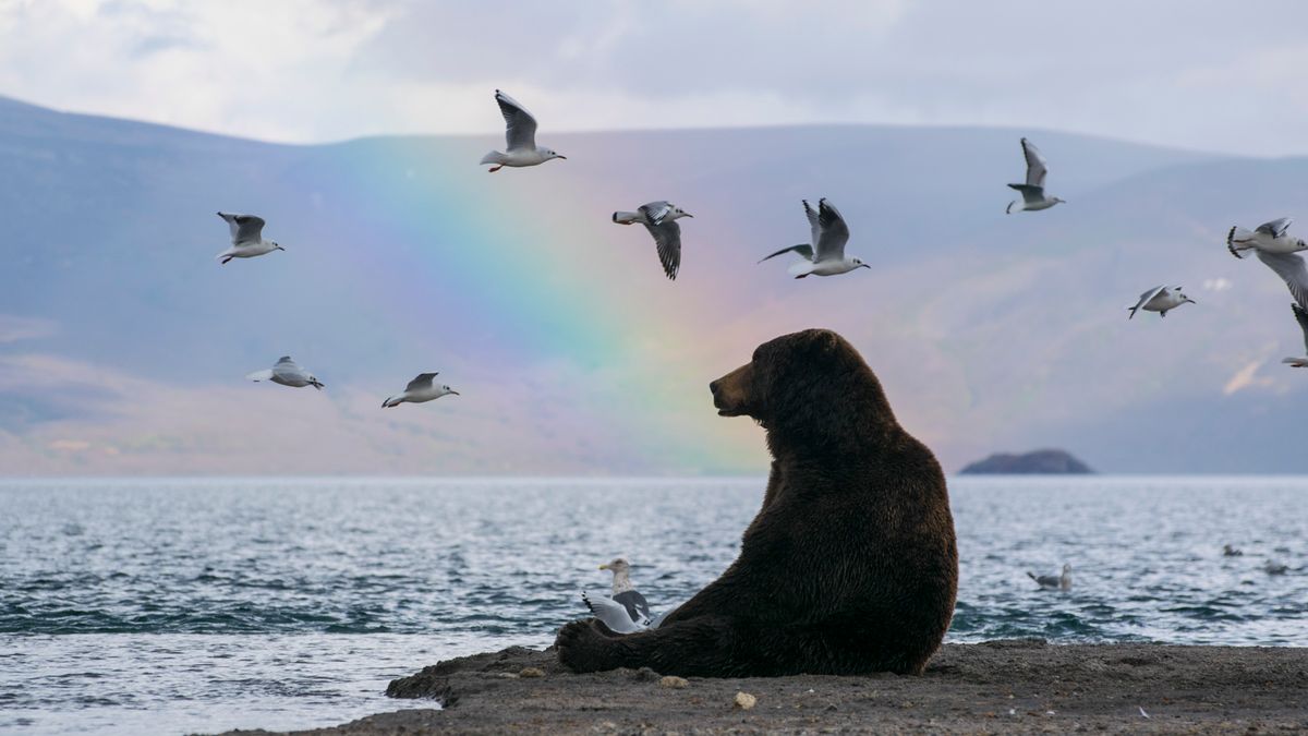 Niedźwiadek kontempluje tęczę - niesamowite zdjęcia 1