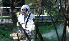 Mogły przebyć 24 kilometry. Plaga po deszczu dotarła do Wrocławia