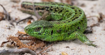 Spotkasz w Polsce. Porównują do małego krokodyla i dinozaura