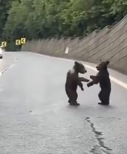 Niezwykłe wideo z Tatr. Wszystko się nagrało