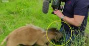 Kamerzysta BBC znokautowany przez barana ciosem prosto w klejnoty