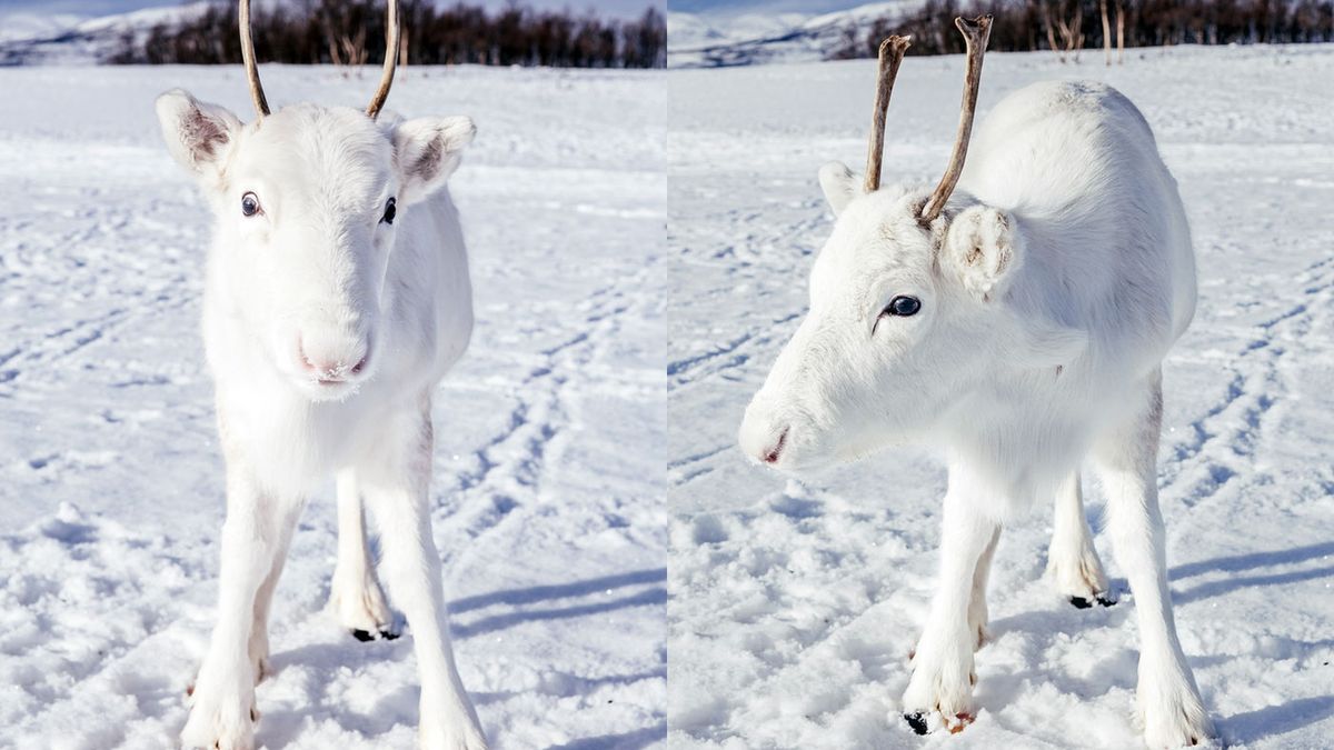 Niesamowicie rzadki biały renifer ujęty na zdjęciach 1