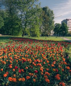 Warszawa. Jeszcze pachną tulipany, można się cieszyć rabarbarem. Park Kazimierzowski z miniprzewodnikiem