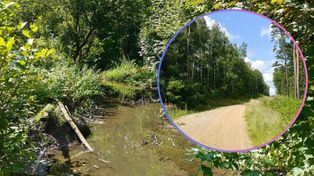 Sosnowiec: Mokradła Lasu Zagórskiego pod specjalną ochroną