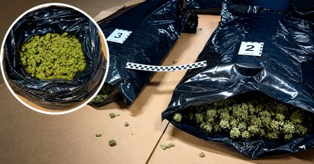 Marihuana w paczce kuriera. Wielki przemyt wykryty pod Piłą