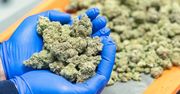 THC nie tylko pogarsza pamięć. Badanie pokazuje, że może ją także zniekształcać