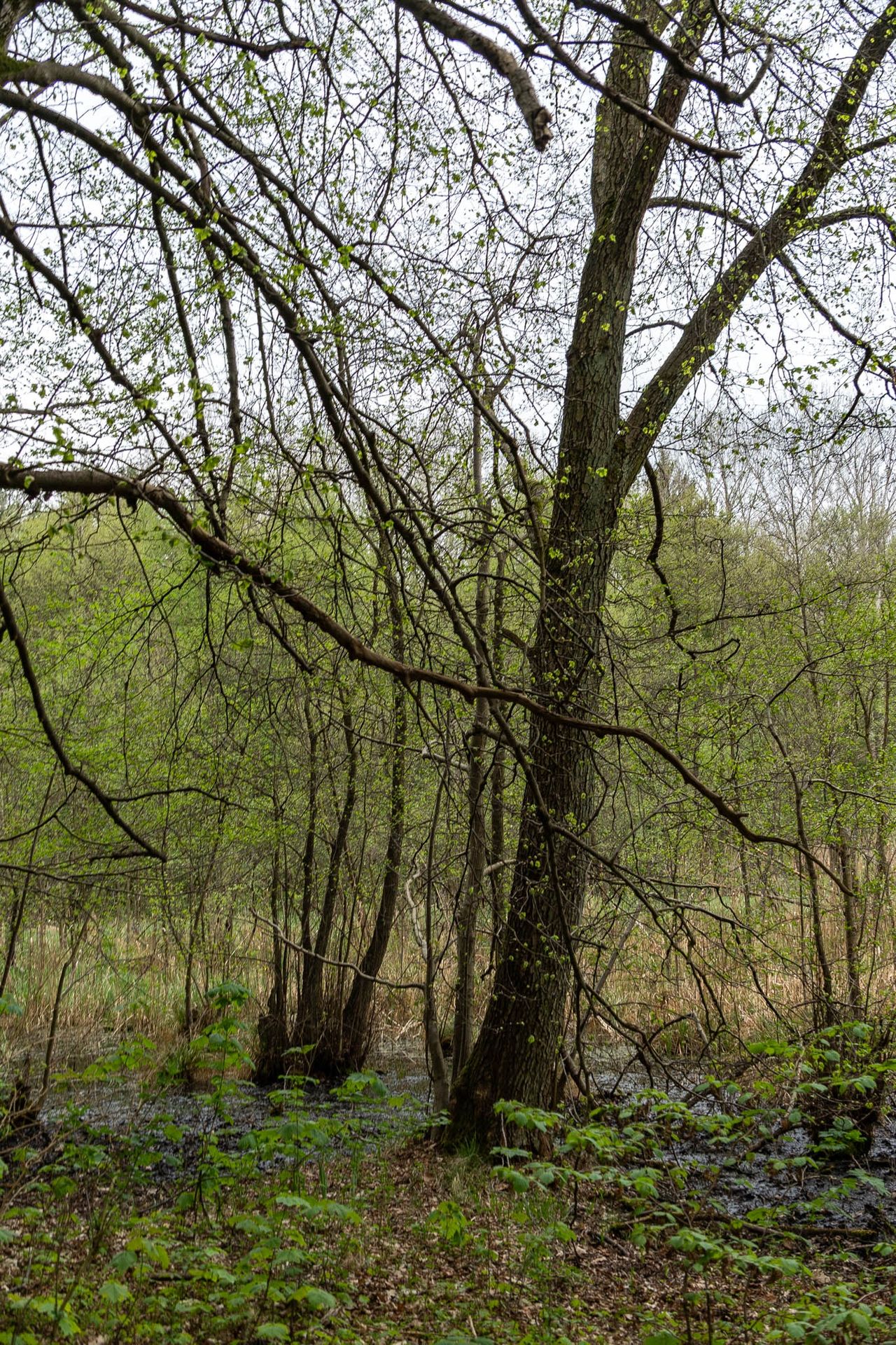 Rezerwat "Kuźnik" w Pile