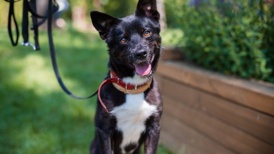 Warszawa. Schronisko na Paluchu zaprasza w sobotę na Dzień Otwarty