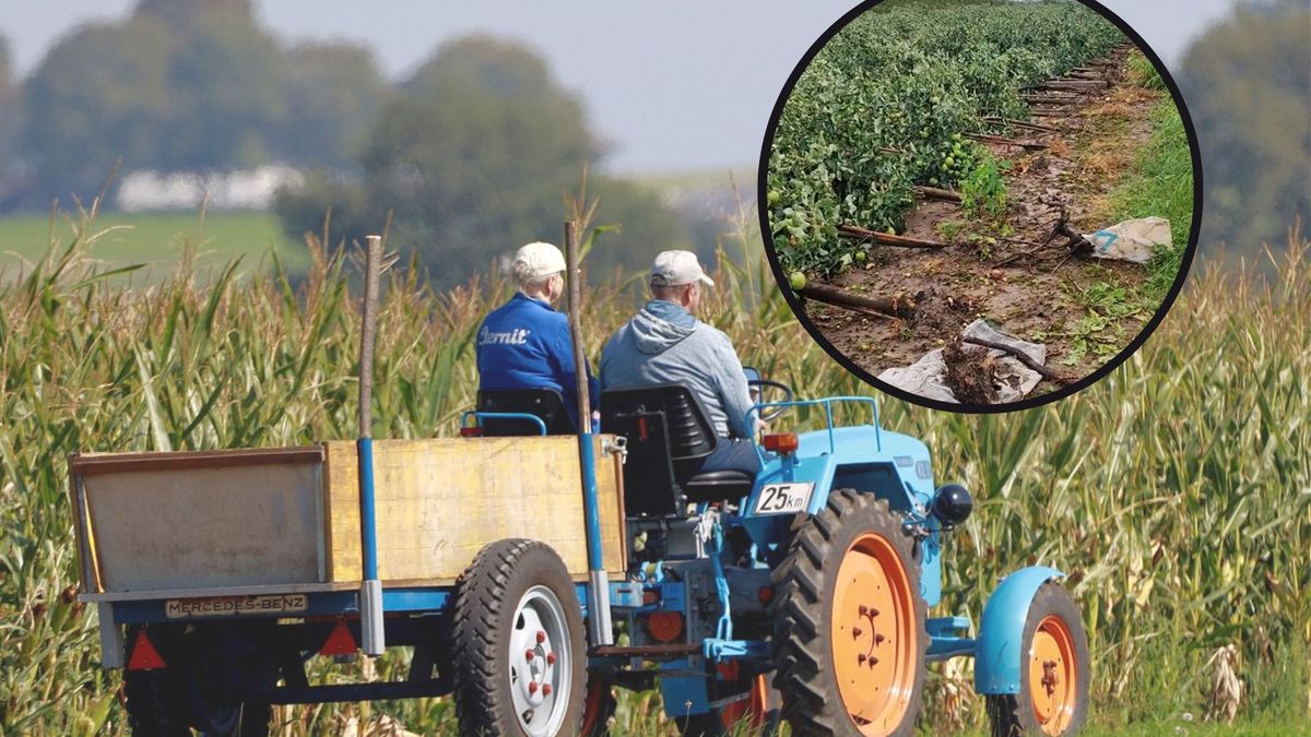 Sadownik pokazał zdjęcia upraw po nawałnicy. Serce pęka 