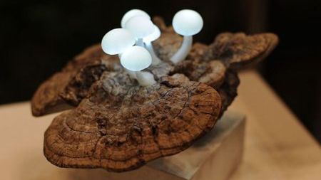 Grzyby w domu? Hura! Niech świecą! 1