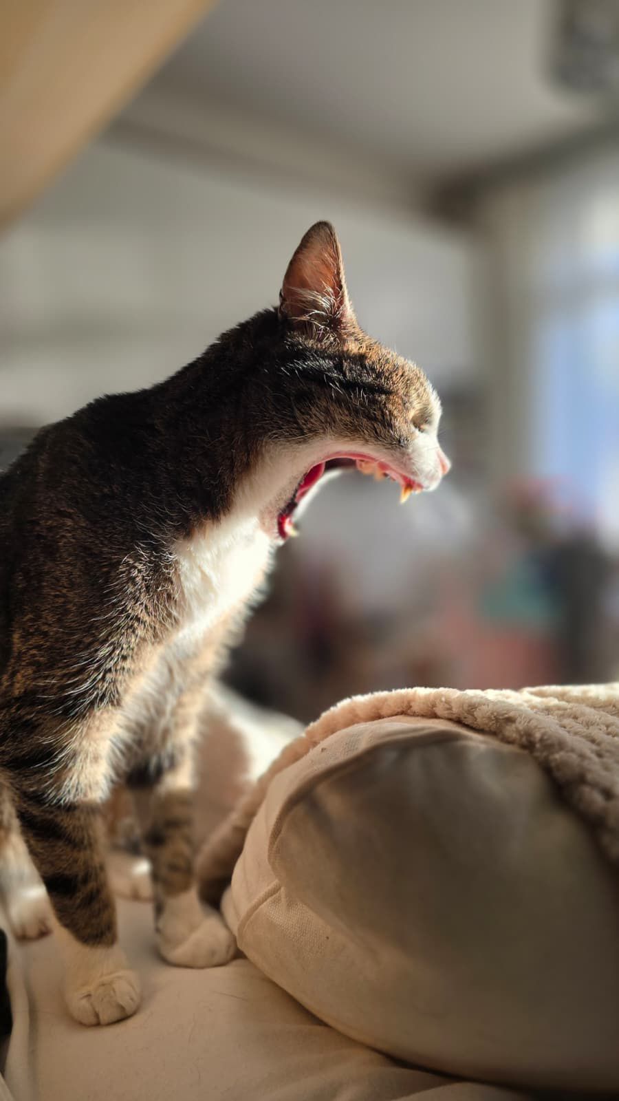 Twój kot ciągle miauczy? 6 powodów, dlaczego to robi