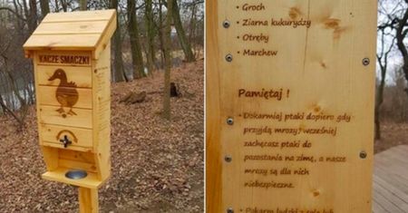 Wrocław. Podły człowiek okradł kaczki. Dostaną nowy kaczkomat