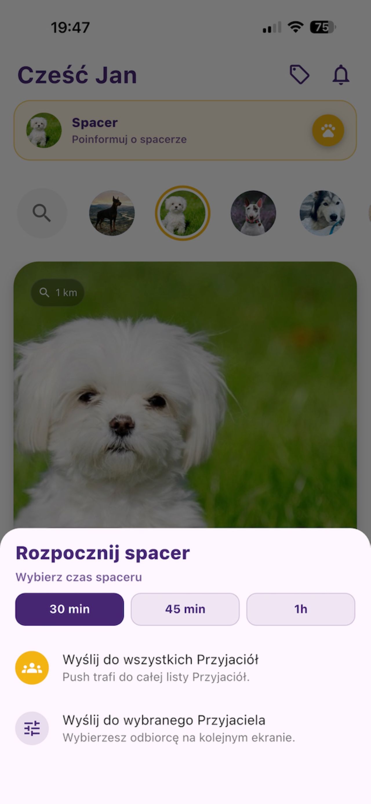 DogDog 