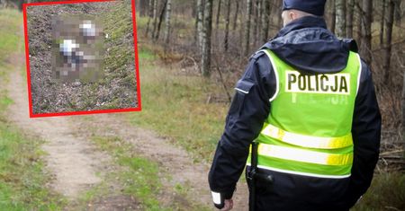 Makabryczne odkrycie przy drodze. "Oskalpowane i przeznaczone na mięso"