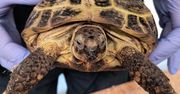 Egzotyczny pasażer w pociągu z Kijowa. Trafił do zoo w Zamościu