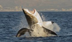 Cykl „Miesiąc z rekinami” w National Geographic Wild