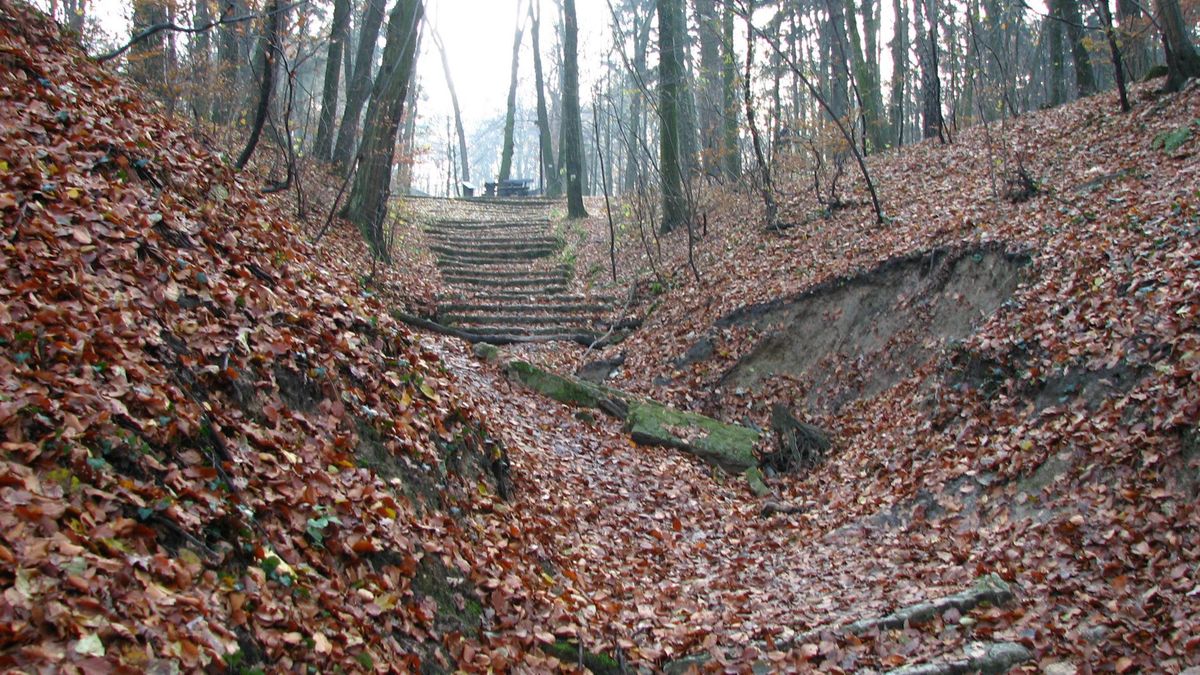 Ciało mężczyzny znaleziono w Lasku Wolskim w Krakowie
