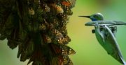 Dron udający kolibra nagrał 500-milionową kolonię pięknych motyli
