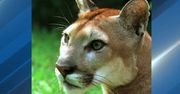 Dramat w USA. Puma rzuciła się na ośmiolatka w parku