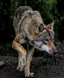 Ostrzeżenie przed wilkami. Kolejna gmina wydała komunikat