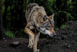 Ostrzeżenie przed wilkami. Kolejna gmina wydała komunikat