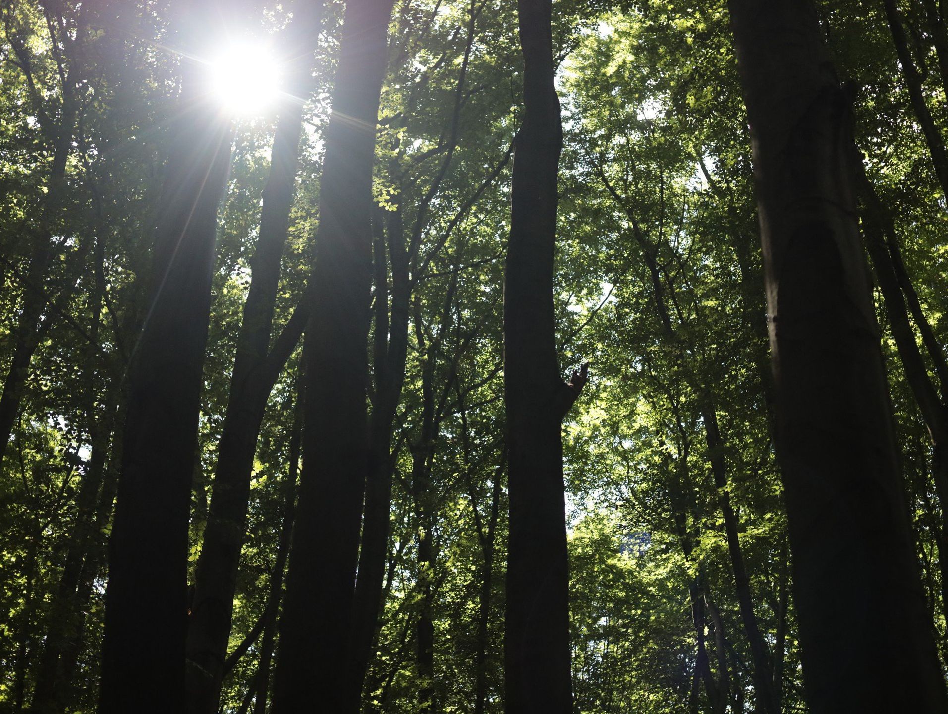 Rezerwat Las Murckowski