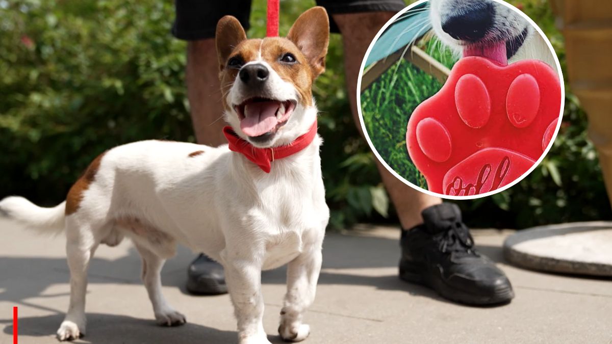 Lody dla psa testował reporter Roko