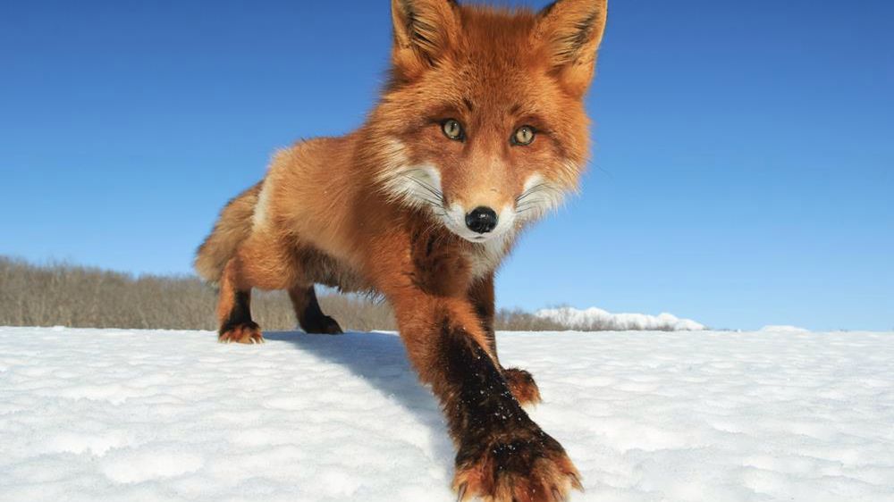 Niesamowite zbliżenia niedźwiedzi i lisów na zdjęciach Sergieja Gorshkowa 1