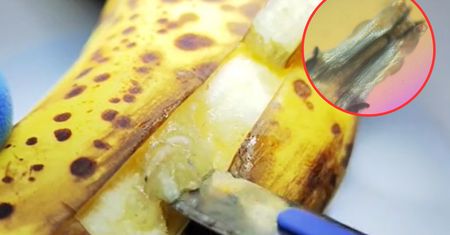 Wziął banana pod mikroskop i pokazał. Ten widok zapamiętam do końca życia