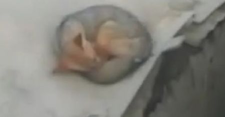 Myśleli, że to husky. Okazało się, że przygarnęli dzikie zwierzę