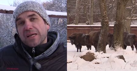 Dorociński staje w obronie żubrów: "To symbol naszego kraju"