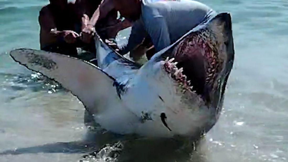 Ratowanie rekina mako na plaży na Florydzie.