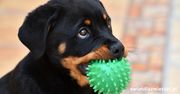 Jak wychować rottweilera, żeby nie był agresywny?