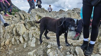 O psie, który zwiedział Tatry. Starszy zwierzak wybrał się na Przełęcz Kondracką