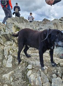 O psie, który zwiedział Tatry. Starszy zwierzak wybrał się na Przełęcz Kondracką