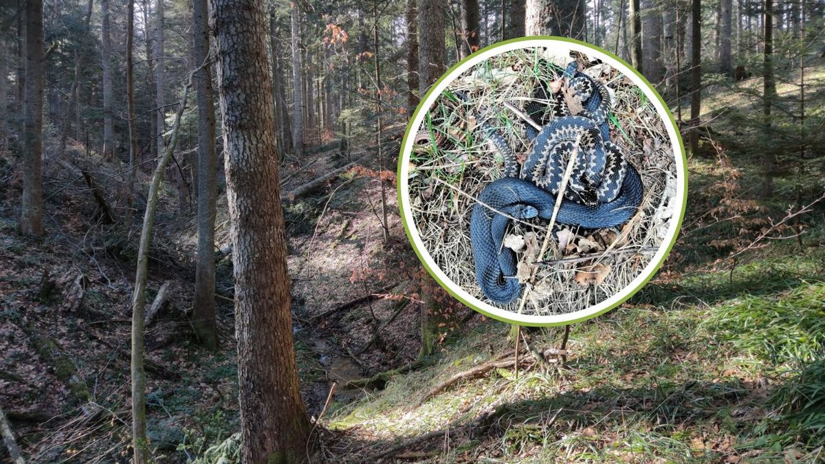 Gdy przyroda się budzi. Leśniczy zrobił zdjęcie żmij

