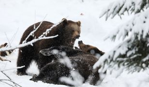 Horror na Słowacji. Niedźwiedź zaatakował biegacza