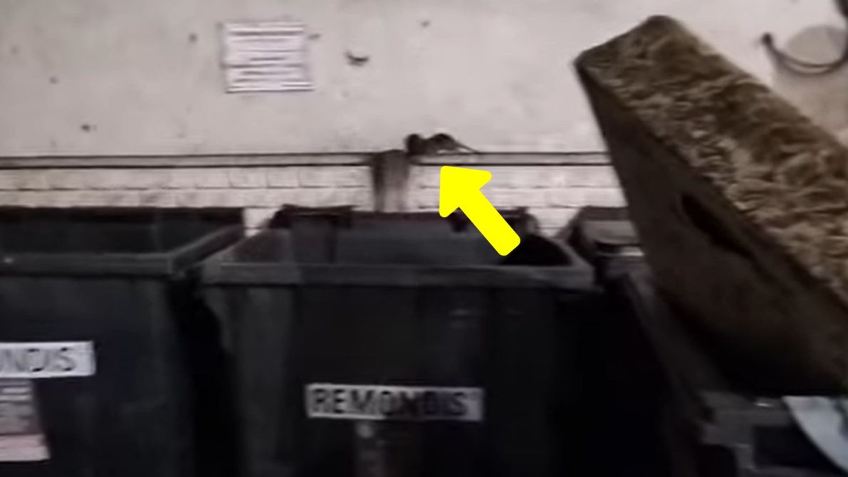 Mieszkańcy Gliwic zmagają się z plagą szczurów