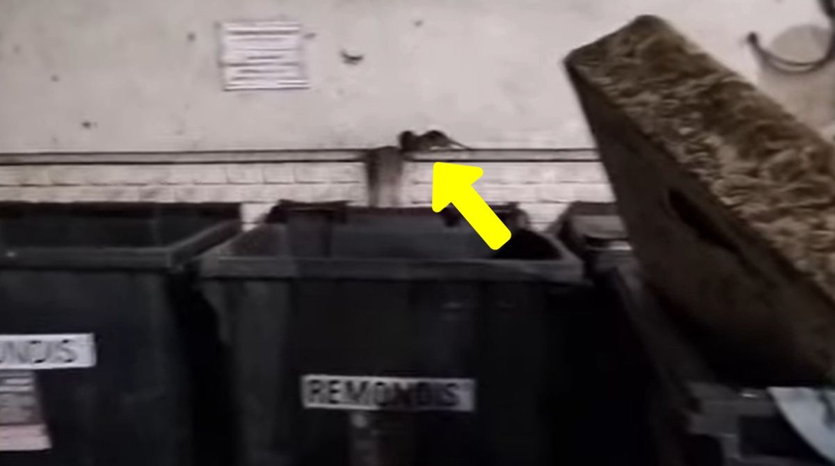 Mieszkańcy Gliwic zmagają się z plagą szczurów