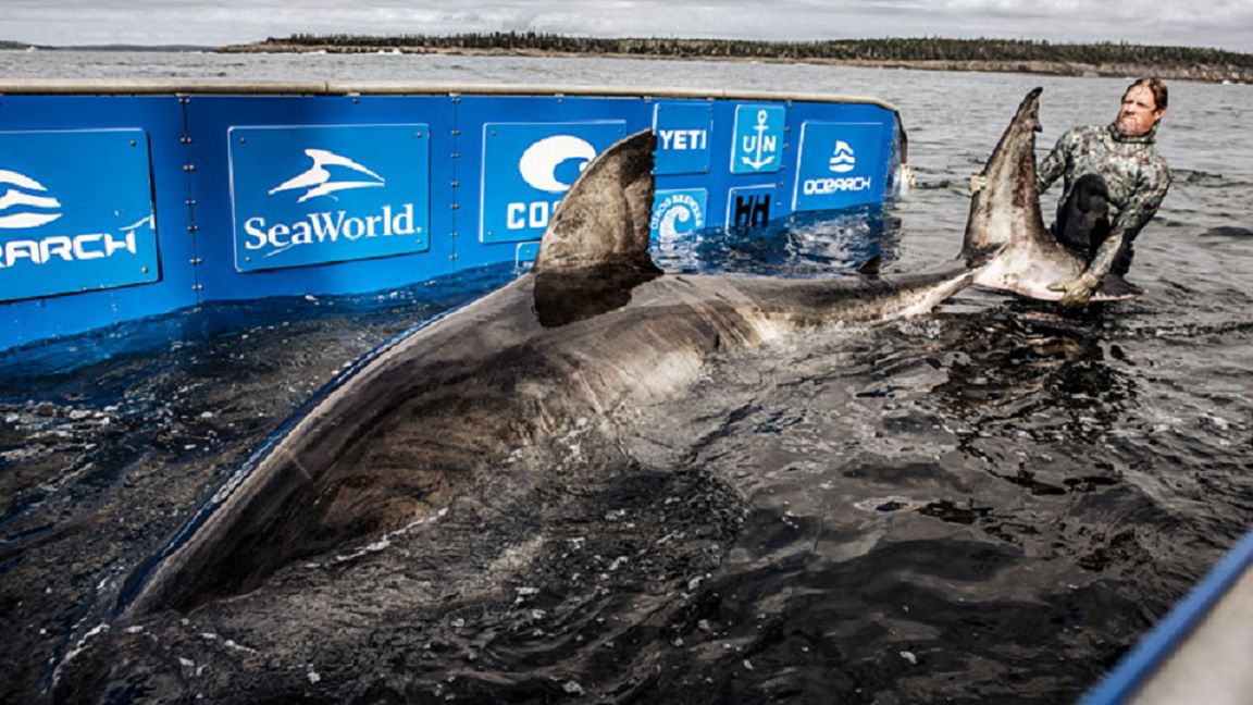 Oto "królowa oceanu". Bestia ma ponad 5 m długości i waży 1,6 tony