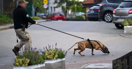 Kulisy poszukiwań Grzegorza Borysa. Psy już na początku zgubiły trop