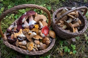 Po weekendzie wiemy, gdzie jest najwięcej grzybów. W tych regionach zbiory były bardzo udane