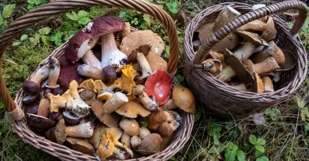 Po weekendzie wiemy, gdzie jest najwięcej grzybów. W tych regionach zbiory były bardzo udane