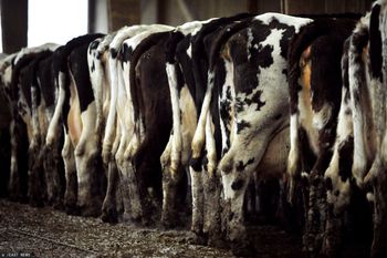 Boją się fermy bydła. Inwestor mówi o manipulowaniu informacjami