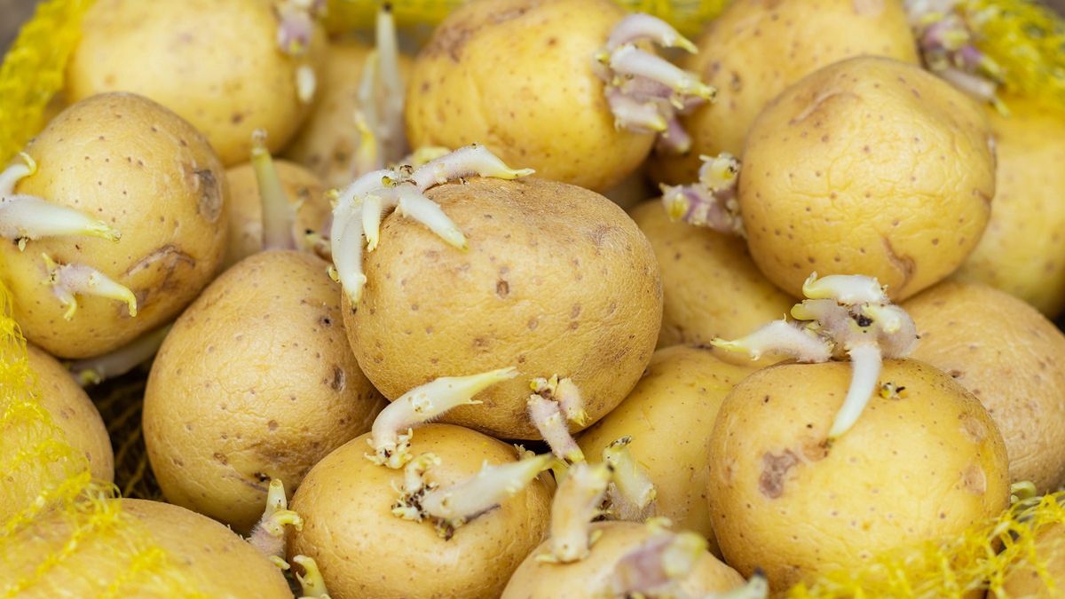 Nie przechowuj tam ziemniaków